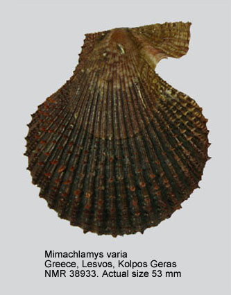 Mimachlamys varia (4).jpg - Mimachlamys varia(Linnaeus,1758)